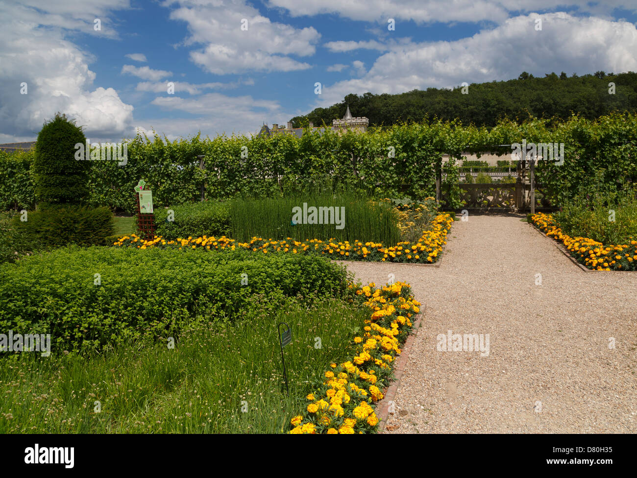 Giardino di erbe aromatiche, Chateau de Villandry, Valle della Loira, Francia Foto Stock