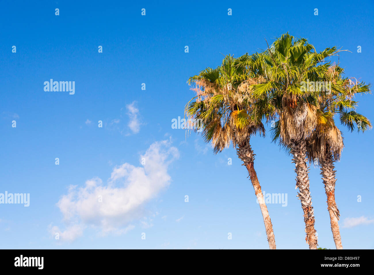 Gruppo di tre alberi di palma contro il cielo blu sullo sfondo Foto Stock