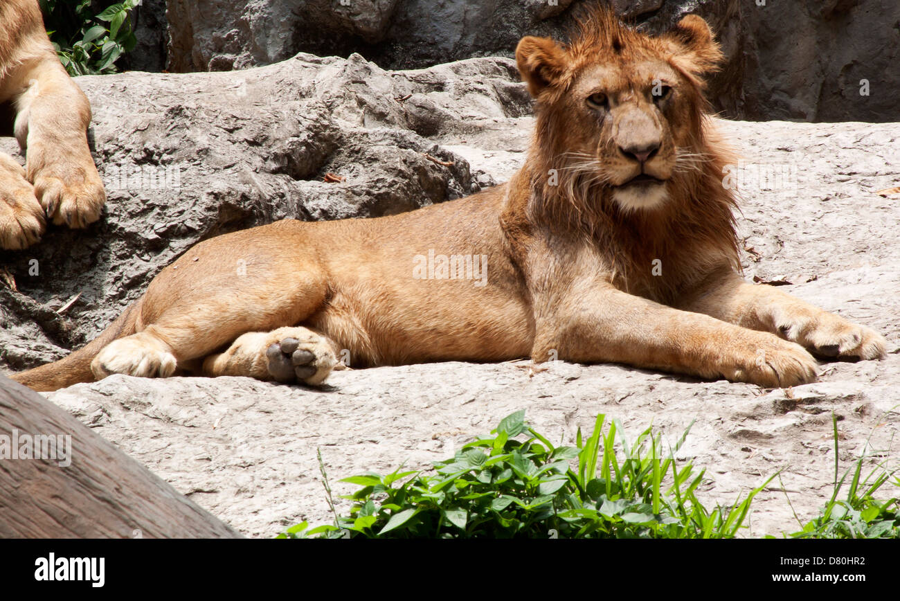 Lion Forest carnivori di animali selvatici. Fauna selvatica naturale. Foto Stock