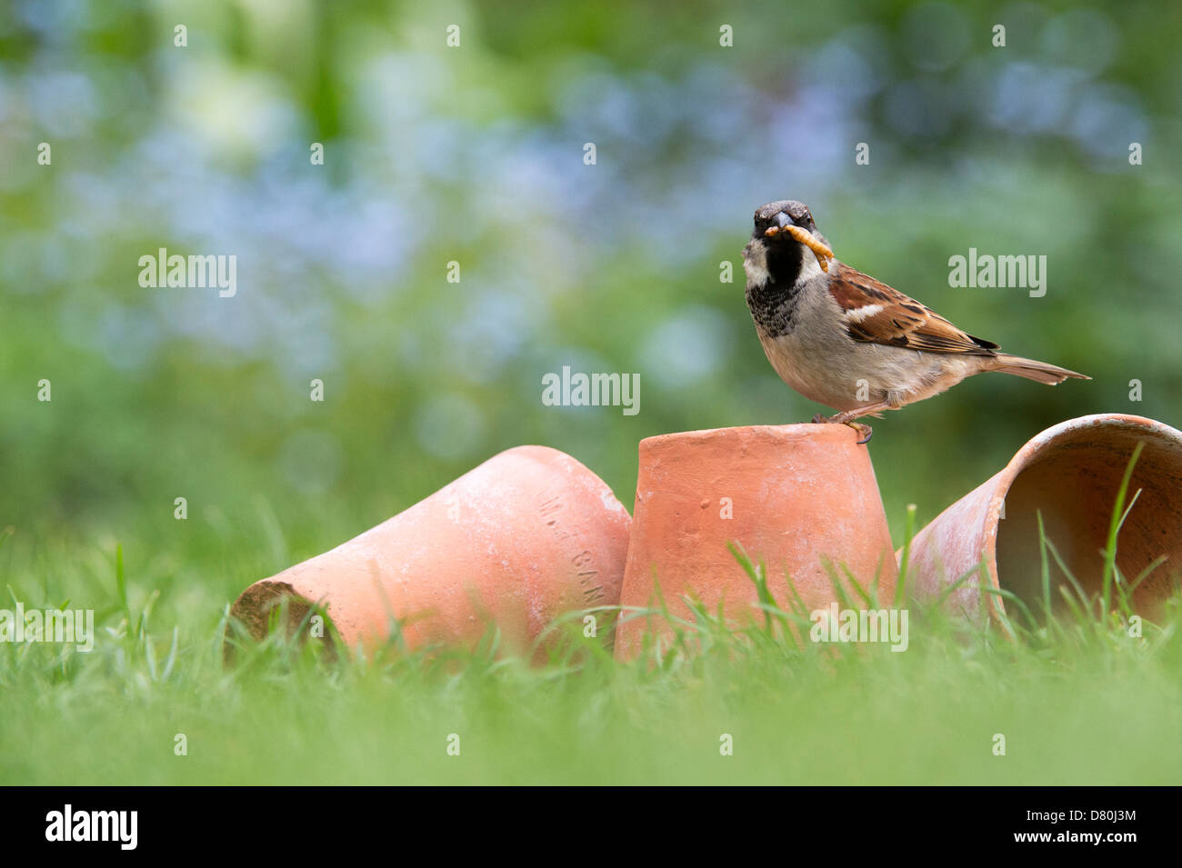 Passer domesticus. Maschio di casa passero sui vasi da fiori in erba con mealworms Foto Stock