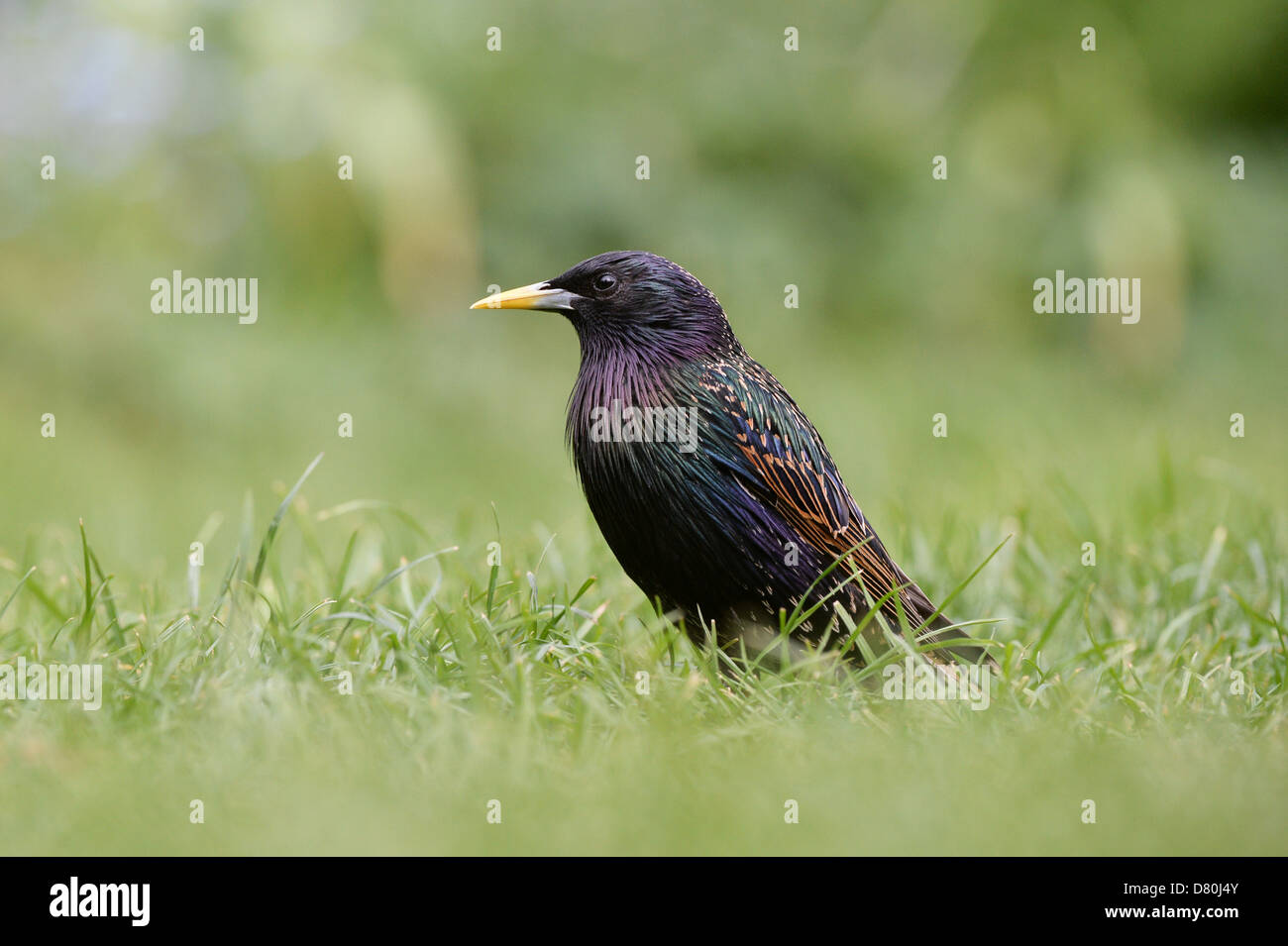 Lo Sturnus vulgaris. Starling in erba Foto Stock