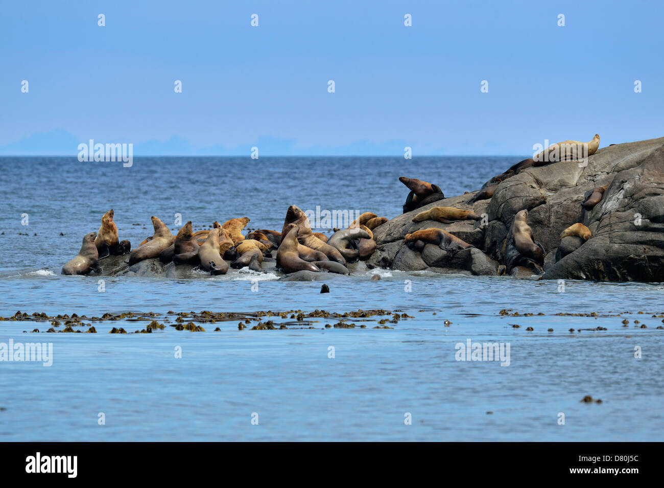 Stellar Northern Sea Lion Eumetopias jubatus tirata fuori Garcin rocce Gwaii Haanas National Park Foto Stock
