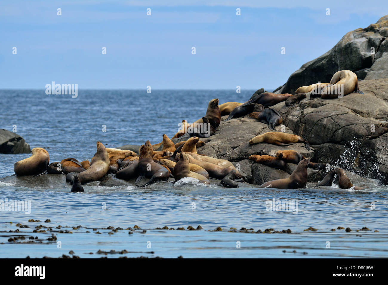 Stellar Northern Sea Lion Eumetopias jubatus tirata fuori Garcin rocce Gwaii Haanas National Park Foto Stock