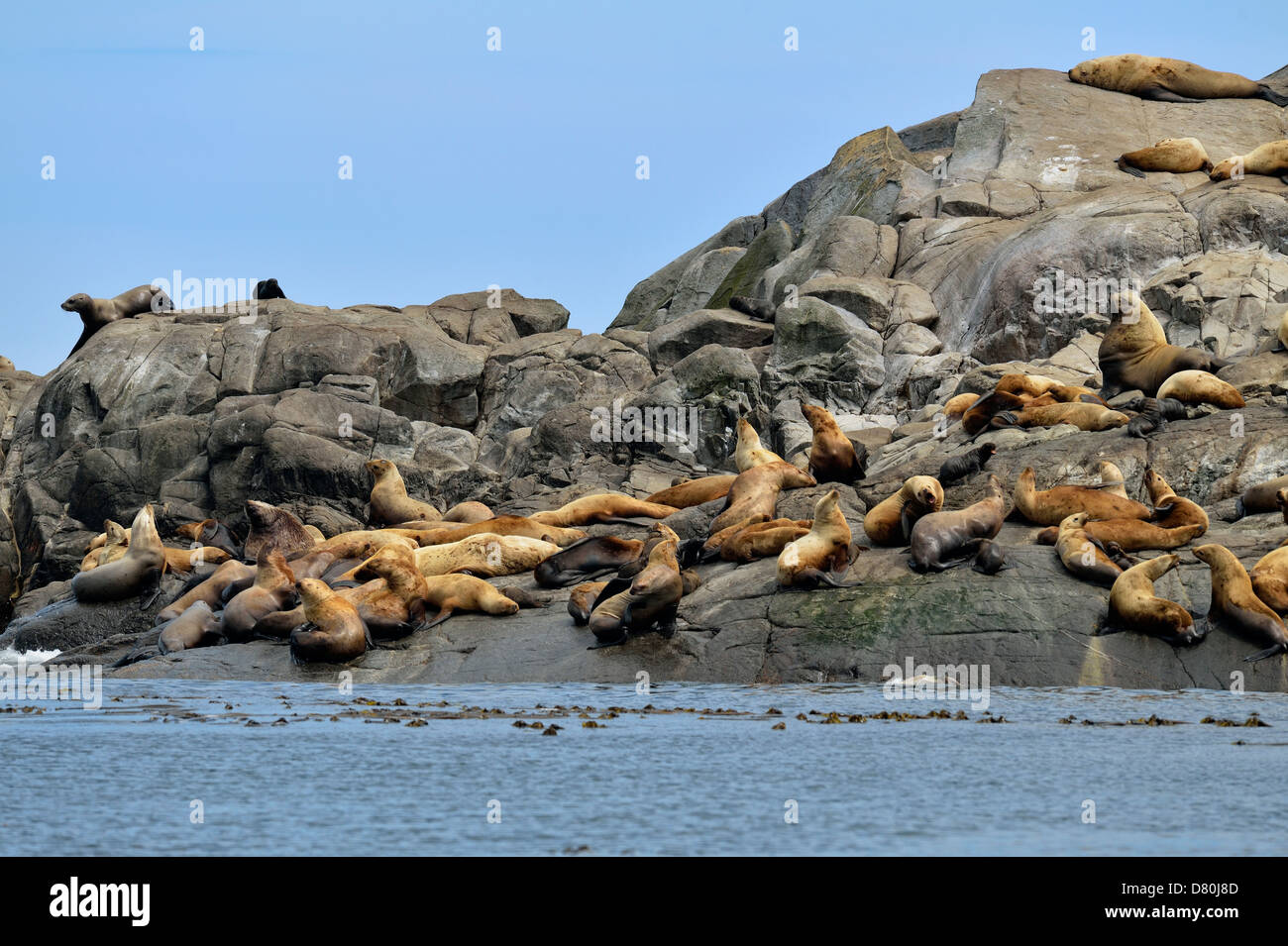 Stellar Northern Sea Lion Eumetopias jubatus tirata fuori Garcin rocce Gwaii Haanas National Park Foto Stock