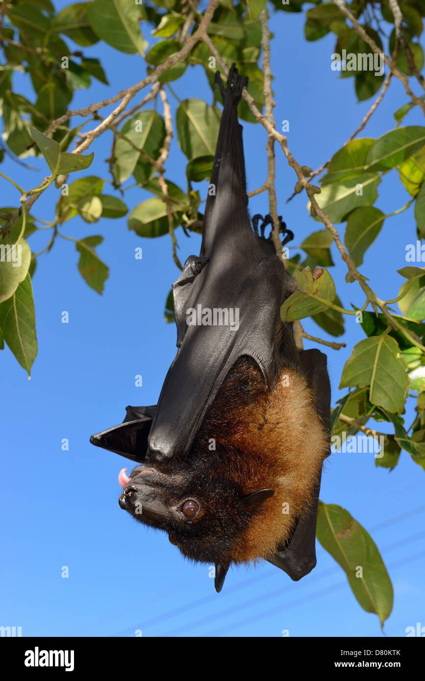Indonesia, Bali, un pipistrello appeso a un albero Foto Stock