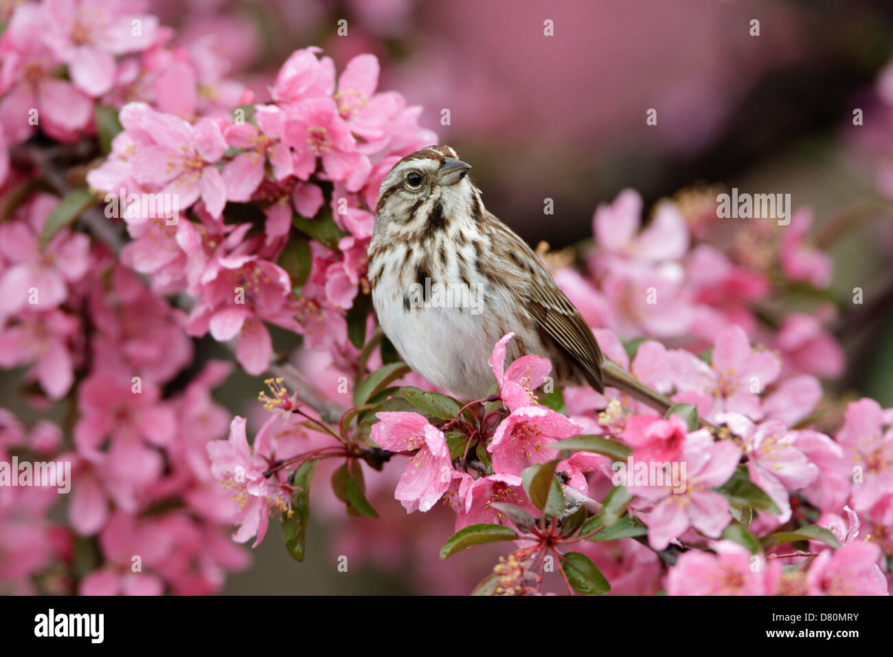 Canzone Sparrow Perching in Crabapple Fiori uccello songbird Ornitologia Scienza natura natura ambiente naturale Foto Stock