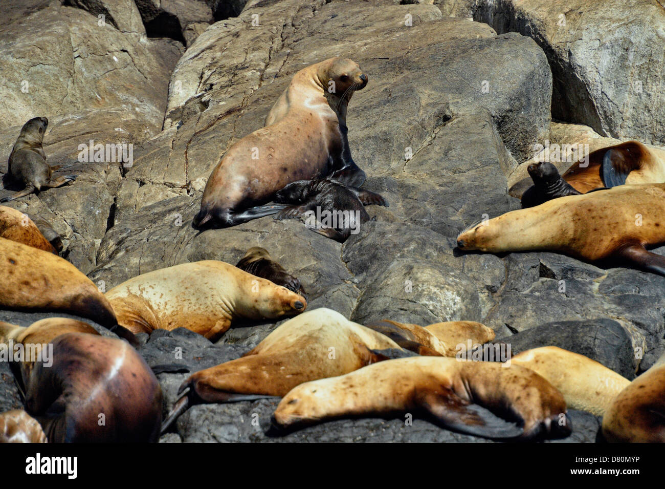 Stellar Northern Sea Lion Eumetopias jubatus tirata fuori Garcin rocce Gwaii Haanas National Park, British Columbia, Canada Foto Stock