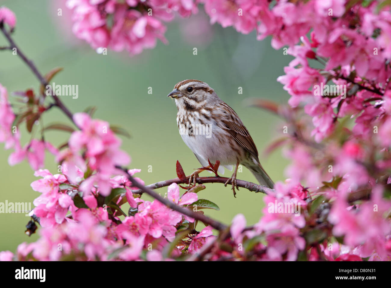 Canzone Sparrow Perching in Crabapple Fiori uccello songbird Ornitologia Scienza natura natura ambiente naturale Foto Stock