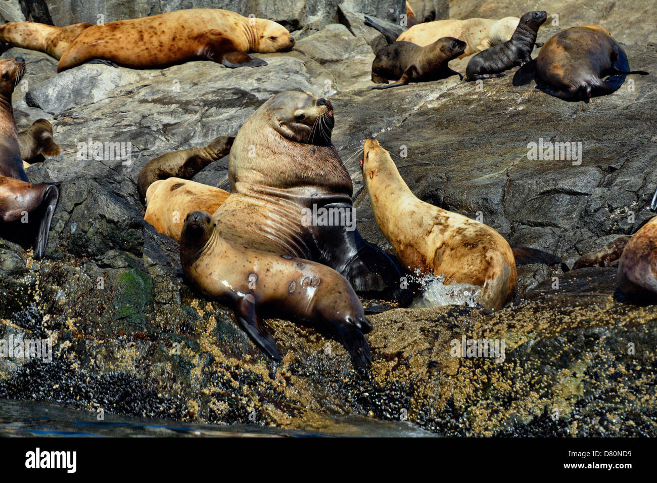 Stellar Northern Sea Lion Eumetopias jubatus tirata fuori Garcin rocce Gwaii Haanas National Park, British Columbia, Canada Foto Stock