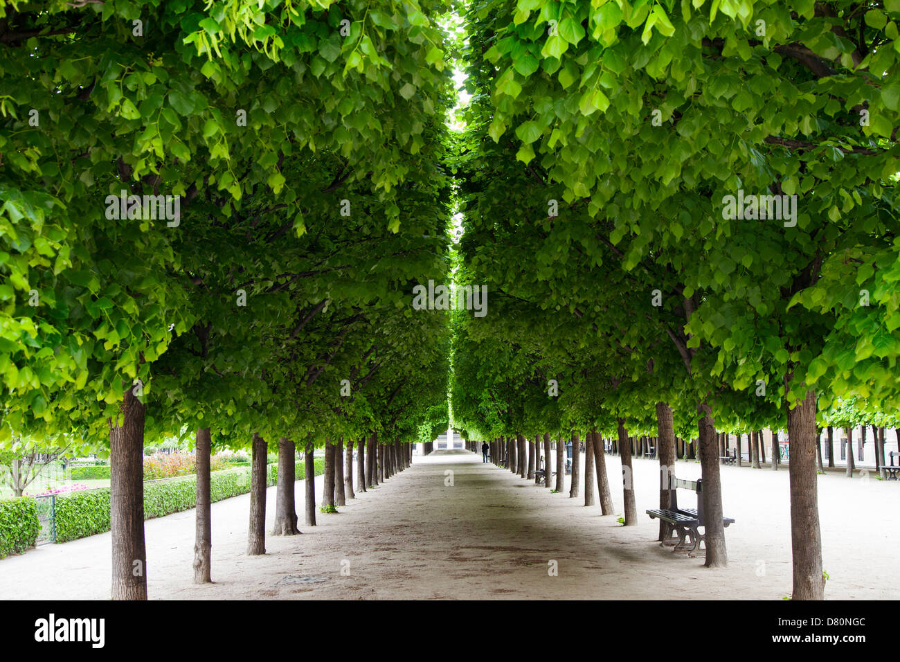 Linea di alberi curati nel giardino del Palais Royal, Paris Francia Foto Stock