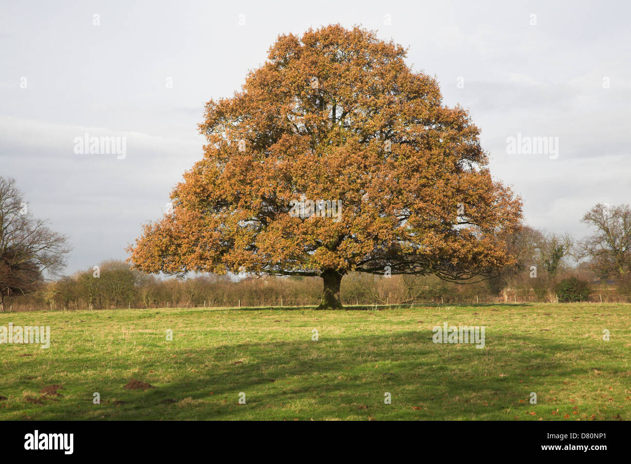 Arancione marrone Foglie di autunno in calce comune o albero di tiglio in campo, Suffolk, Inghilterra Foto Stock