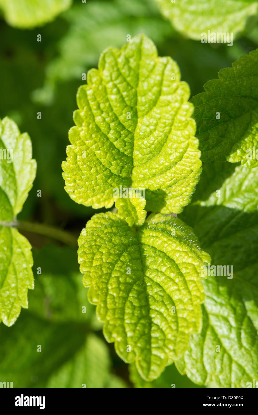 Melissa (Melissa officinalis) close-up. Regno Unito, 2013. Foto Stock