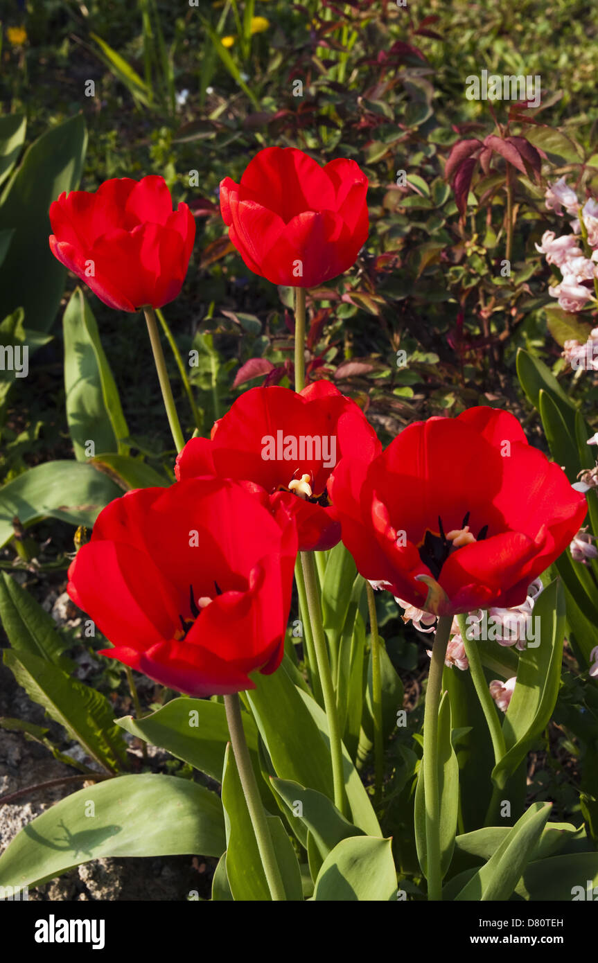Tulipani rossi nel giardino di erba in background Foto Stock
