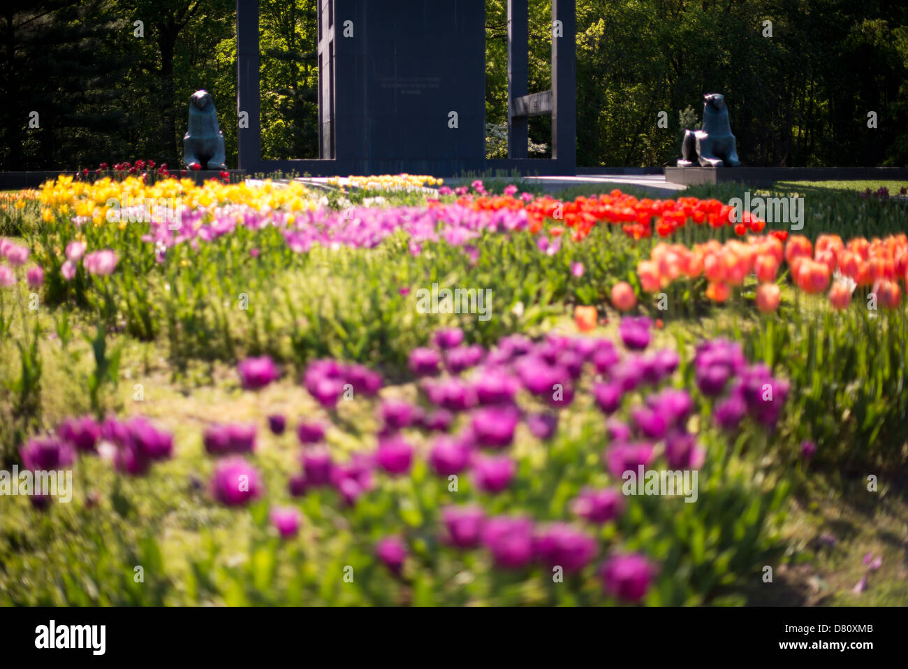 ARLINGTON, Virginia, Stati Uniti - tulipani colorati in fiore in un giardino presso il Carillon dei Paesi Bassi accanto al cimitero nazionale di Arlington e al monumento commemorativo di Iwo Jima. Donato per la prima volta nel 1954, il Carillon è stato trasferito nella sua attuale sede nel 1960. È stato un dono dei Paesi Bassi agli Stati Uniti grazie per gli aiuti degli Stati Uniti durante la seconda guerra mondiale Questa struttura in acciaio aperto alta 127 metri, dotata dai Paesi Bassi agli Stati Uniti dopo la seconda guerra mondiale, simboleggia la gratitudine olandese per gli aiuti americani e simboleggia l'amicizia in corso tra le due nazioni. Foto Stock