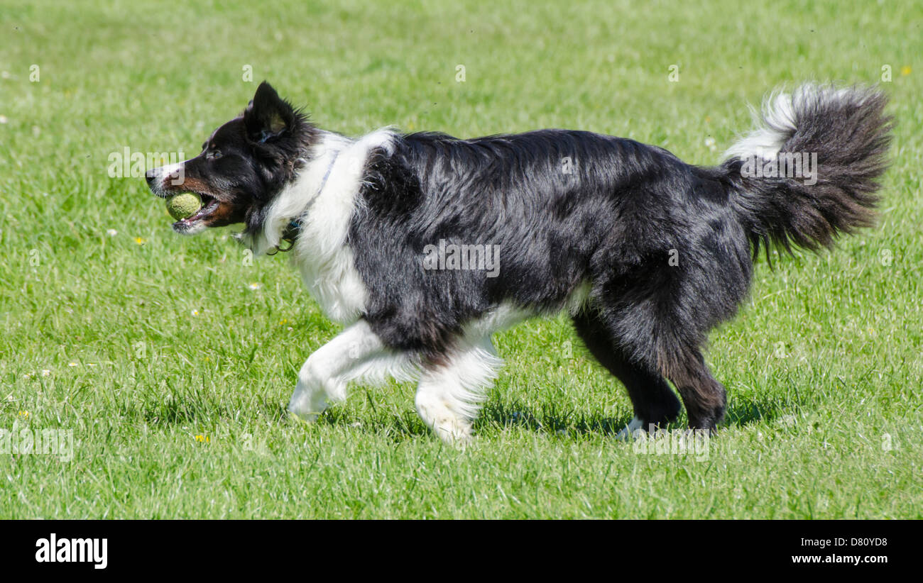 Maschio nero e bianco Border Collie cane giocando con una palla. Foto Stock