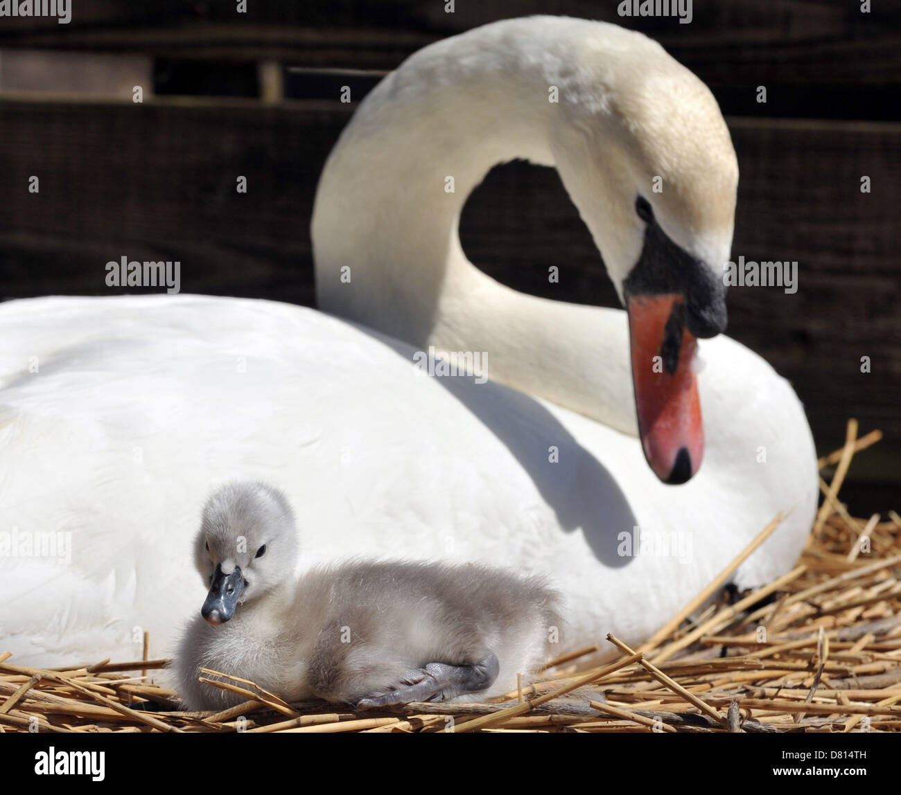 Dorset UK. 16 Maggio, 2013. Il primo cygnet nato in questo anno presso la famosa in tutto il mondo Abbotsbury Swannery in Dorset UK. 16 Maggio, 2013 foto di Geoff Moore/Dorset Media Service/Alamy Live News Foto Stock