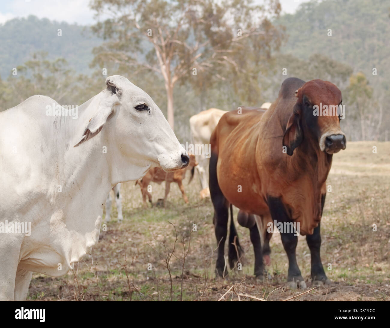 Brahman bovini da carne in un ranch australiano Foto Stock