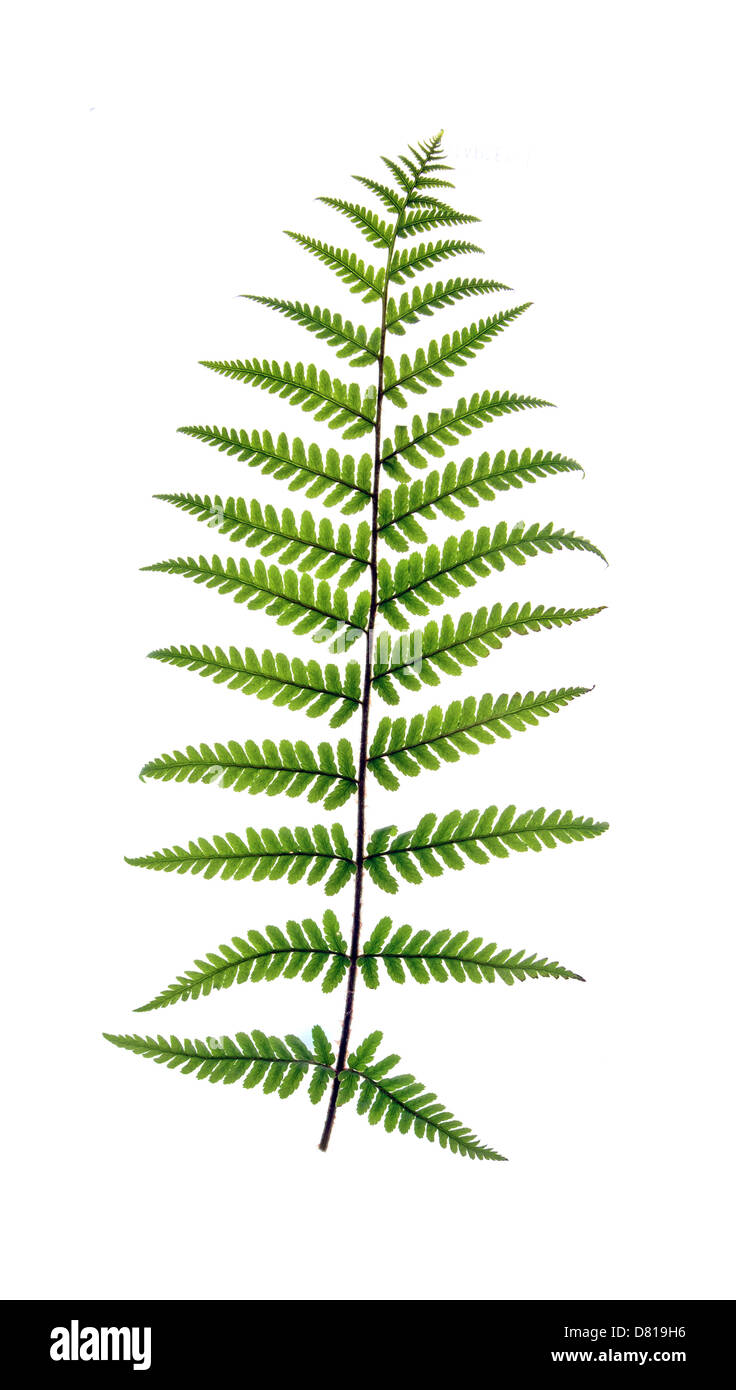 Fern frond retroilluminato a revel vene e isolato su uno sfondo bianco Foto Stock