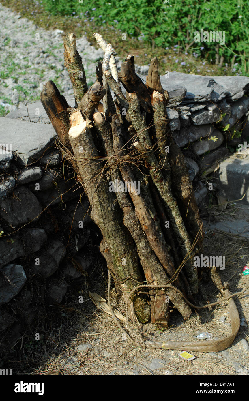 Il legno tagliato in foreste, fornito in dotazione per la realizzazione di casa rurale in Nepal. Molte persone in villaggi nepalesi e cuocere con il legno Foto Stock