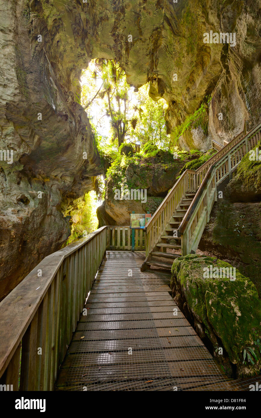 Mangapohue ponte naturale, Waikato, Nuova Zelanda. Il ponte è la restante parte del tetto di una grotta sistema... Foto Stock