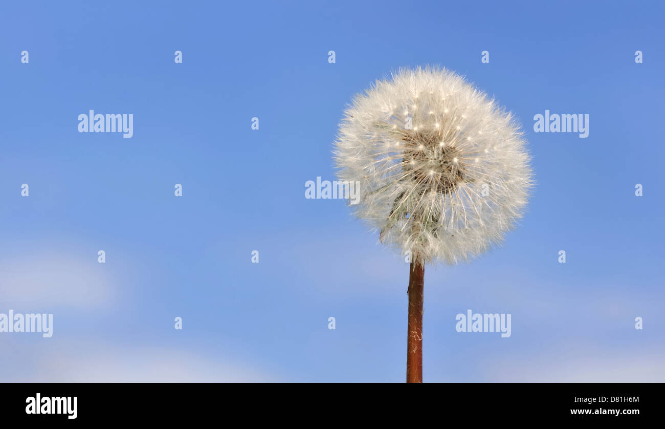 Crested palla di tarassaco contro il cielo blu Foto Stock