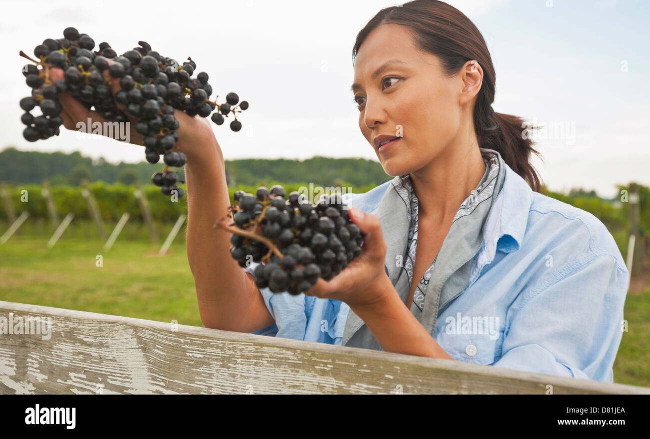 Donna asiatica esaminando le uve in vigna Foto Stock