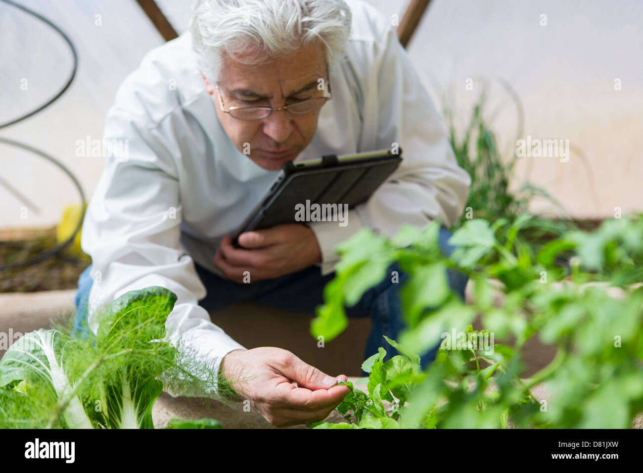 Scienziato ispanica esaminando le piante in serra Foto Stock