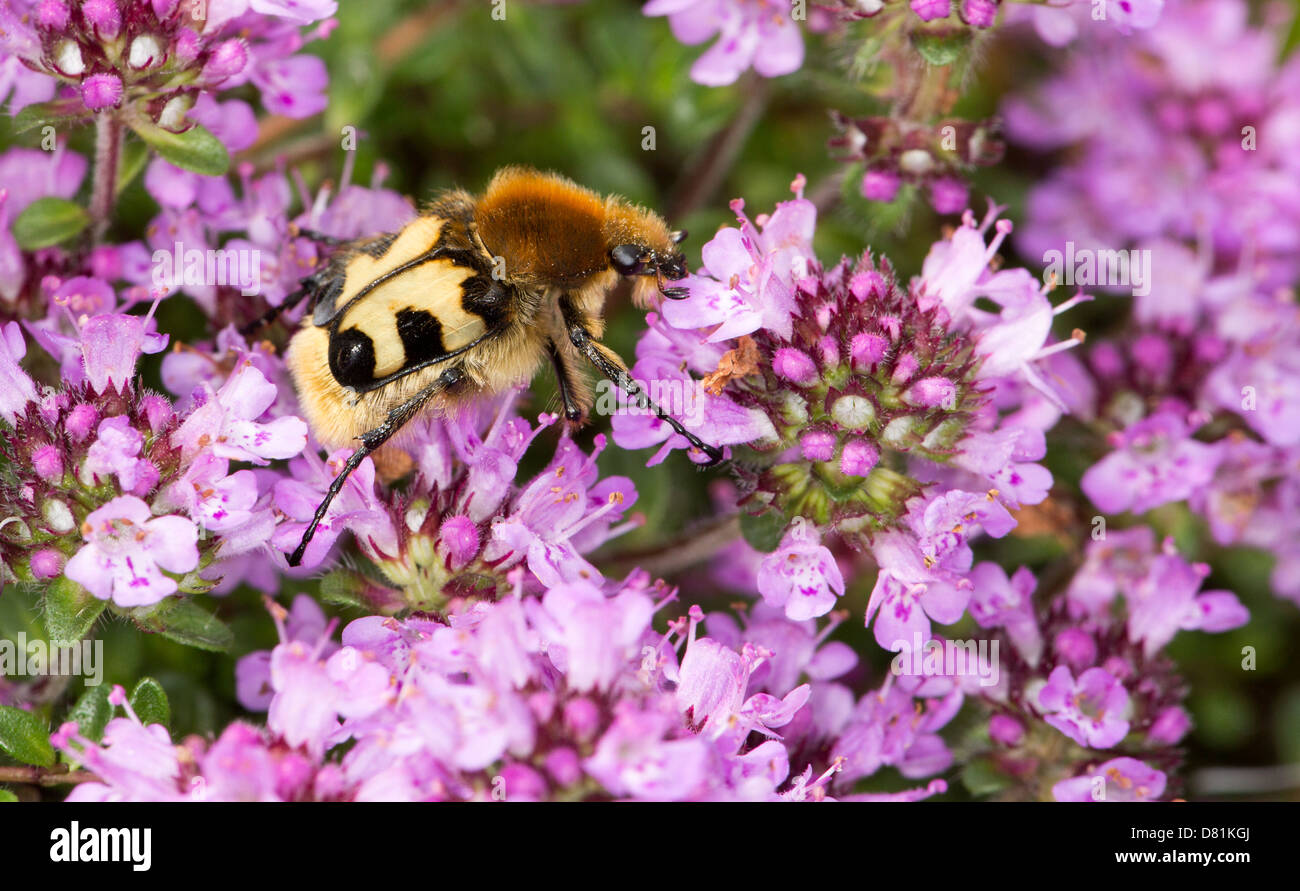 Bee Beetle, Trichius fasciatus, alimentando il timo selvatico Foto Stock