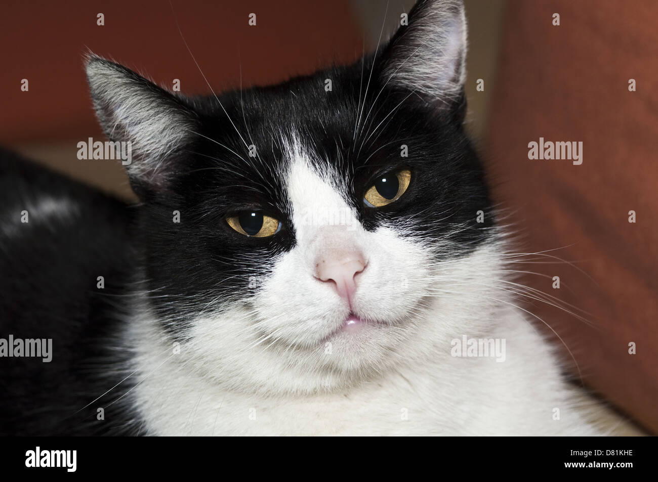 Sorridente in bianco e nero gatto, pone di fronte alla telecamera Foto Stock