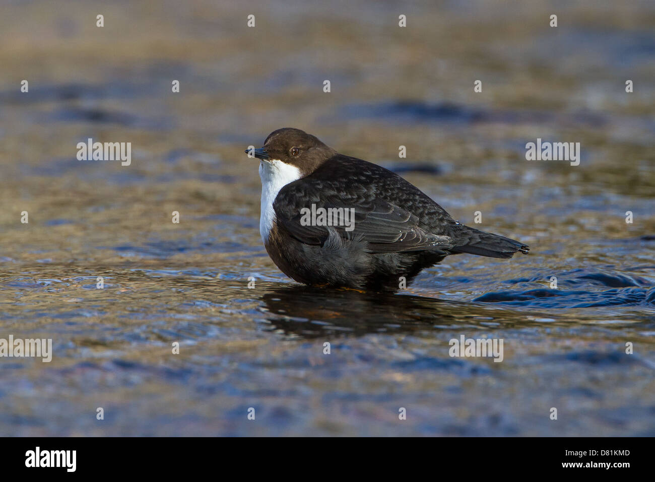 Dipper Cinclus cinclus, in rapido fluire acqua Foto Stock