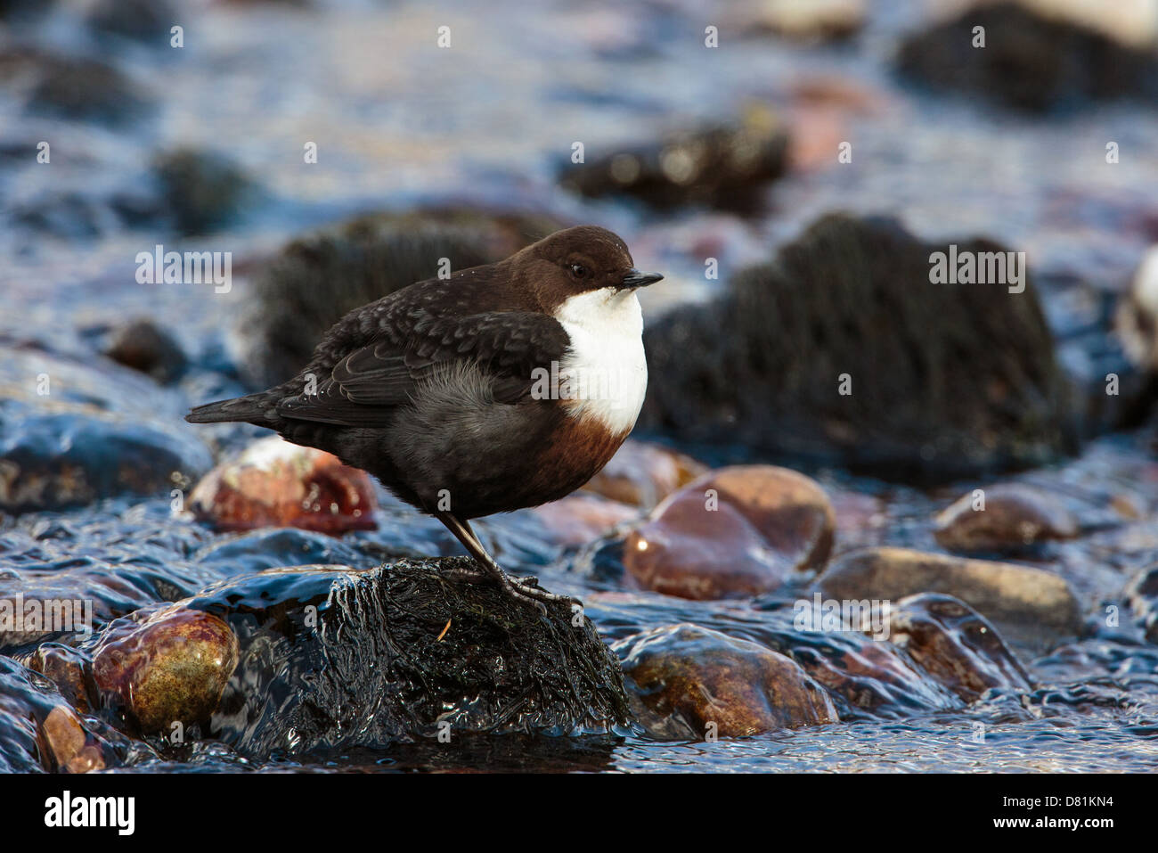 Dipper Cinclus cinclus, in rapido fluire acqua Foto Stock