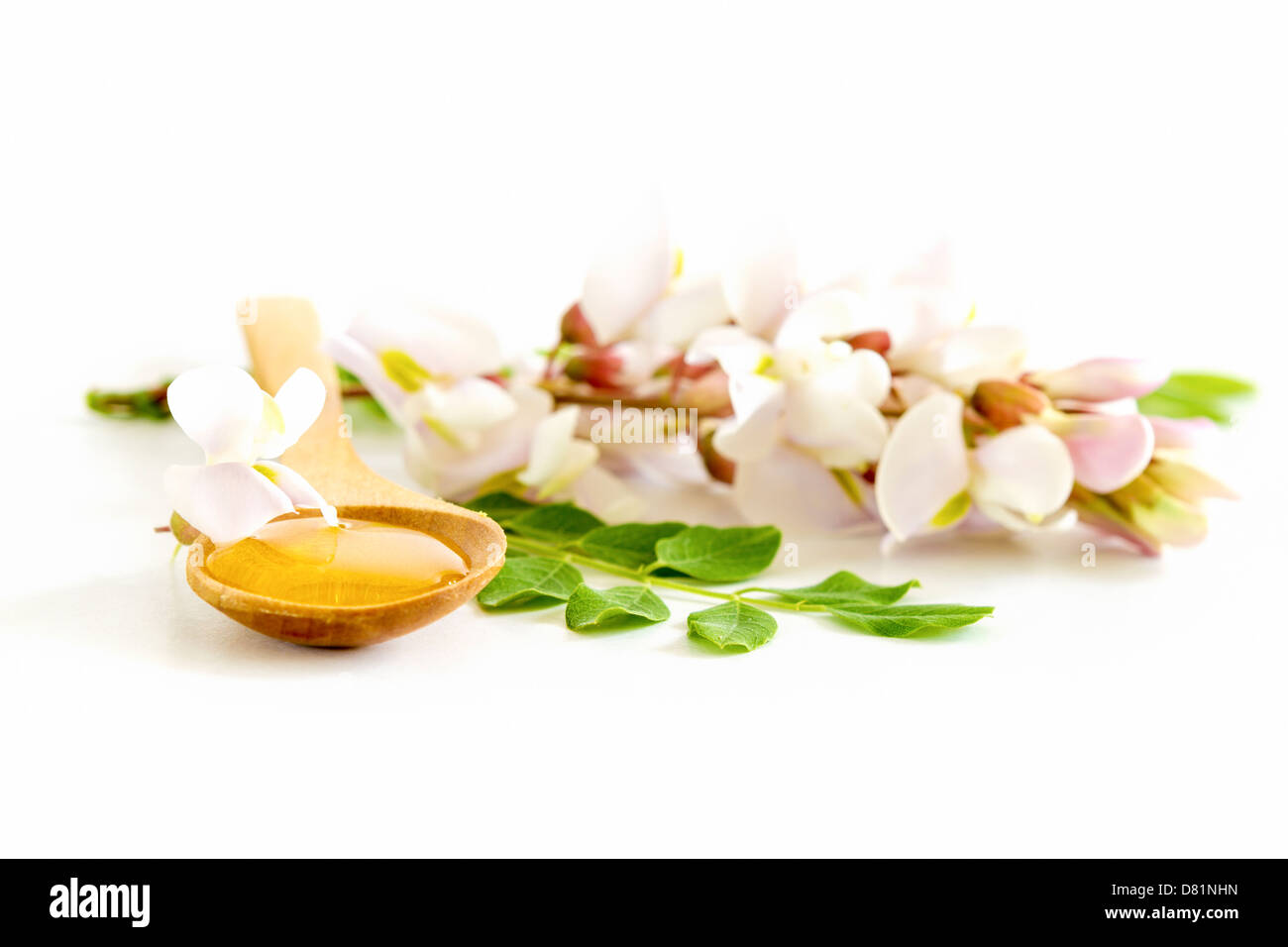 Il miele in cucchiaio con fiori di acacia su sfondo bianco Foto Stock