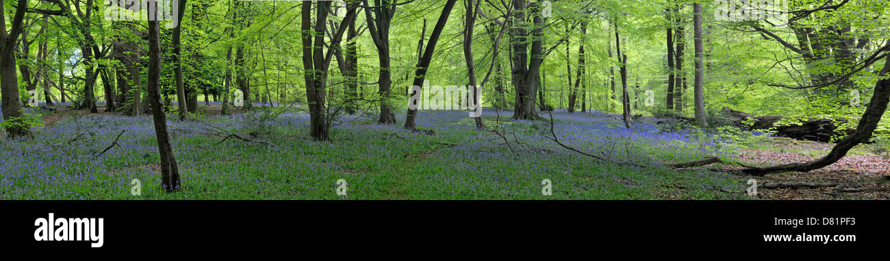 Bluebell wood (Hyacinthoides non scriptus). Surrey, Inghilterra, maggio. Immagine panoramica Foto Stock