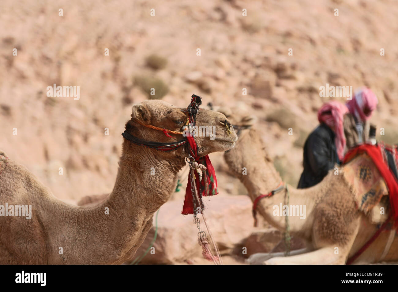 Cammelli in Petra Giordania Foto Stock