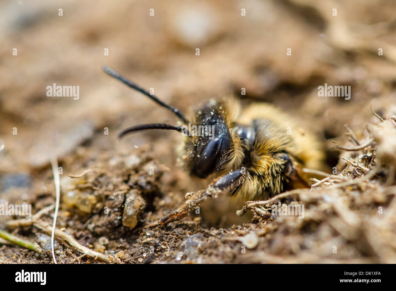 Mining bee Andrena guardando fuori della camera nido nello Yorkshire Foto Stock