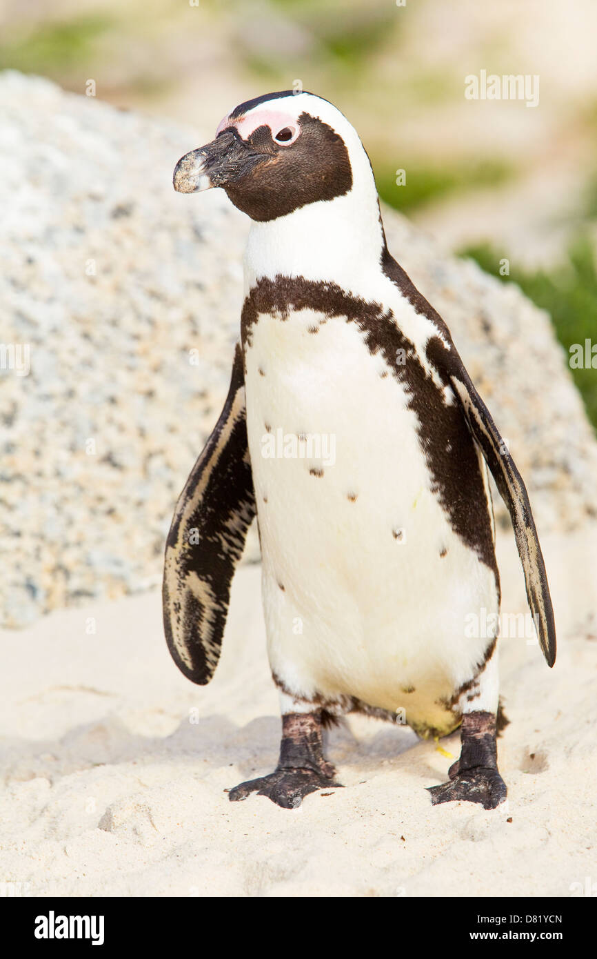 Il Pinguino africano (Spheniscus demersus), noto anche come il nero-footed Penguin, Boulders Beach, Città del Capo, Sud Africa Foto Stock