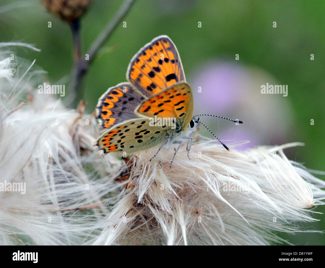 Dettagliata immagine macro di un raro fuligginosa femmina in rame (farfalla Lycaena tityrus) in posa su di un fiore con ali aperte Foto Stock