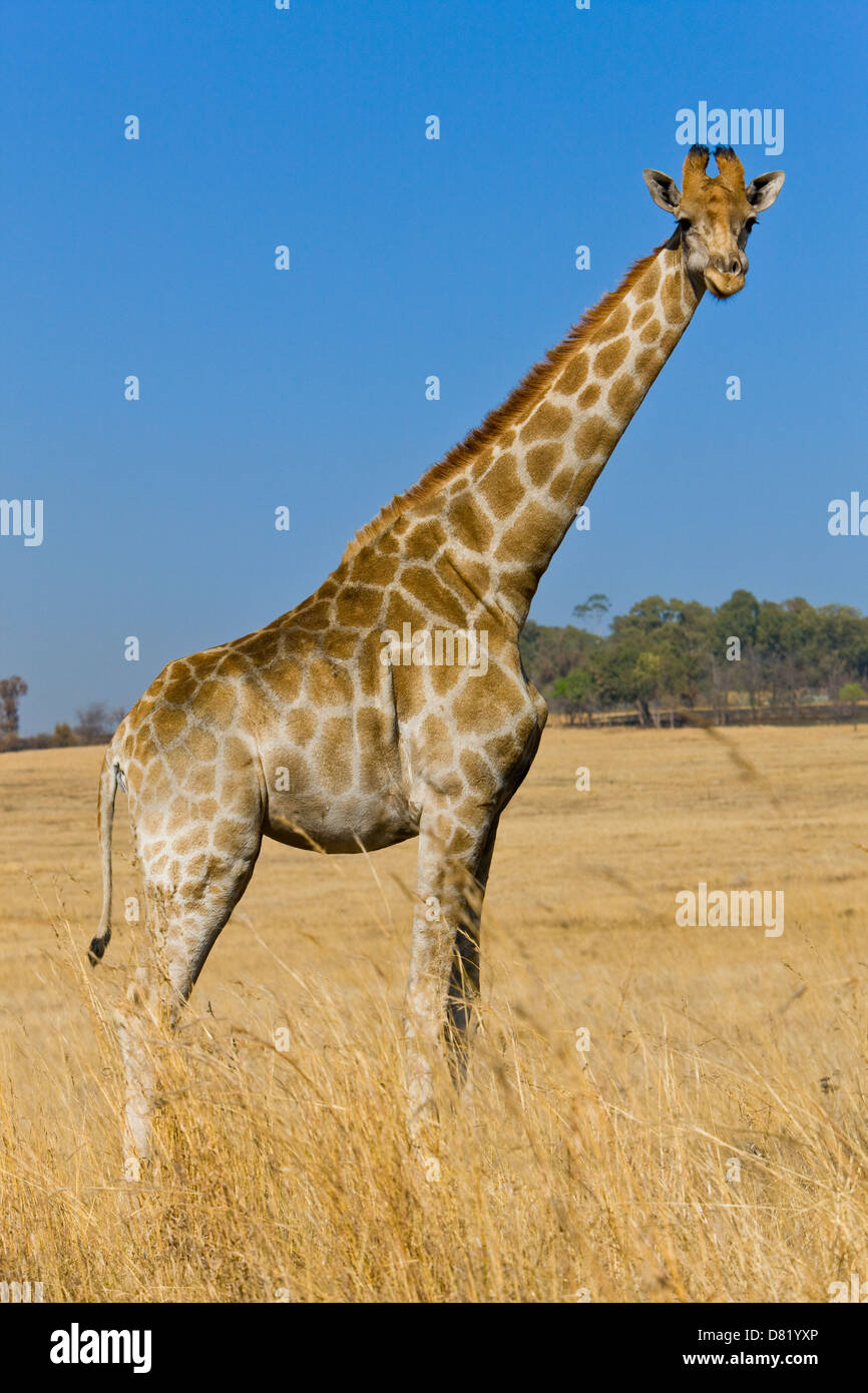 La giraffa ( Giraffa Camelopardalis ) nella savana Foto Stock