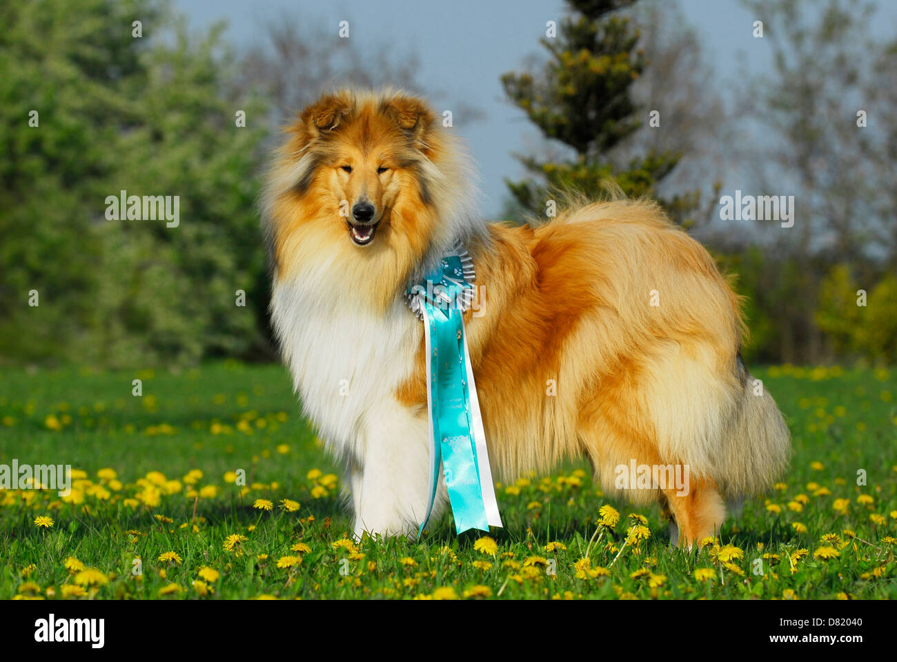 Collie Foto Stock