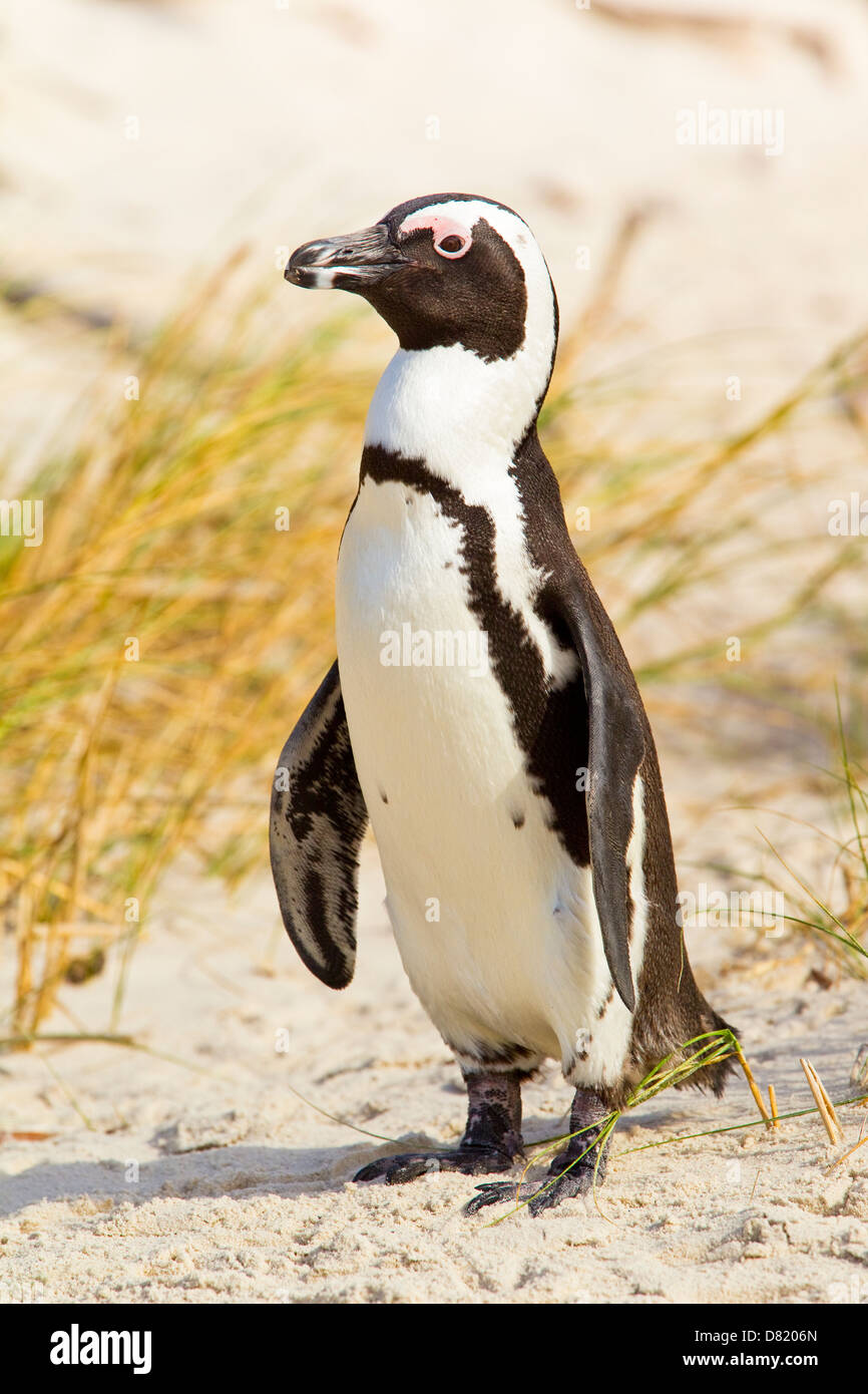 Il Pinguino africano (Spheniscus demersus), noto anche come il nero-footed Penguin, Boulders Beach, Città del Capo, Sud Africa Foto Stock