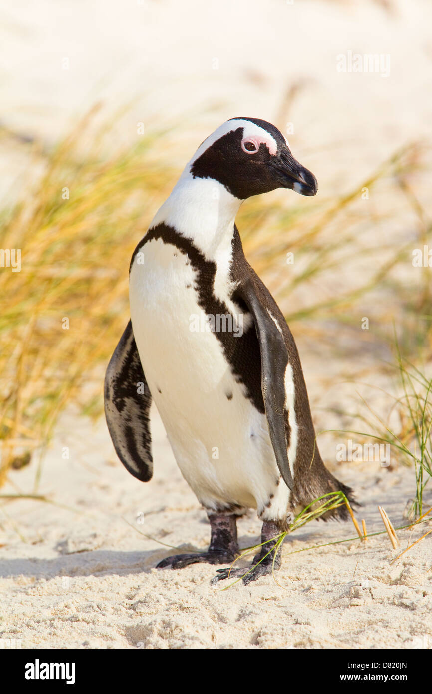 Il Pinguino africano (Spheniscus demersus), noto anche come il nero-footed Penguin, Boulders Beach, Città del Capo, Sud Africa Foto Stock