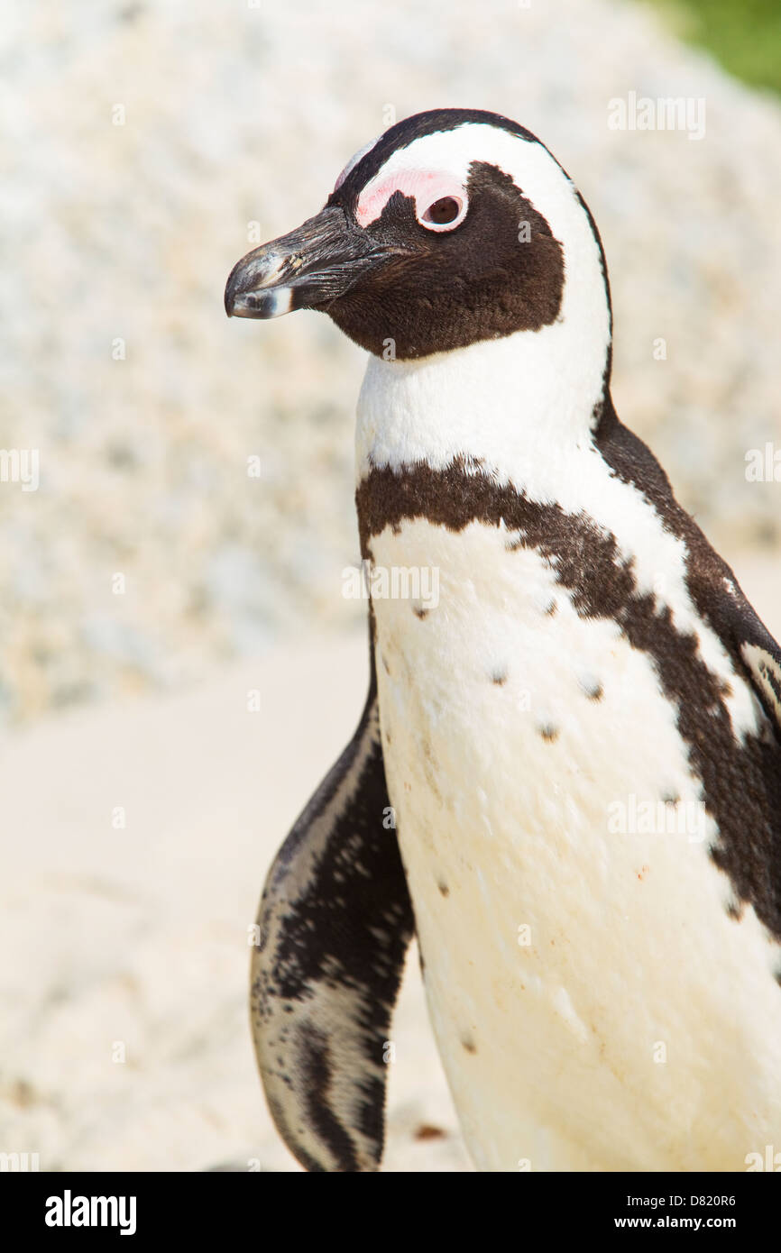 Il Pinguino africano (Spheniscus demersus), noto anche come il nero-footed Penguin, Boulders Beach, Città del Capo, Sud Africa Foto Stock