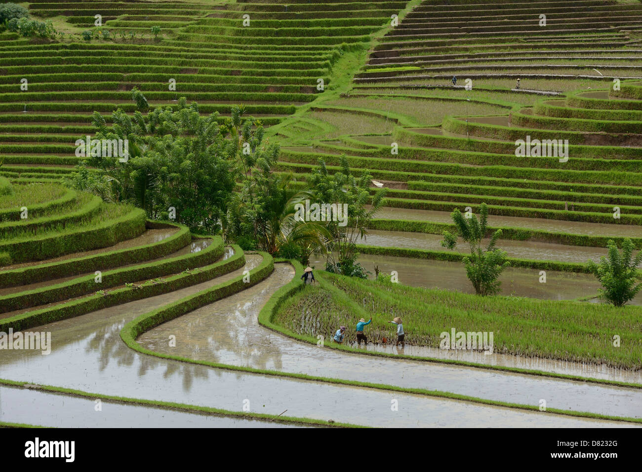 Indonesia, Bali, contadini che lavorano in un campo di riso in terrazza vicino Jatiluwith Foto Stock