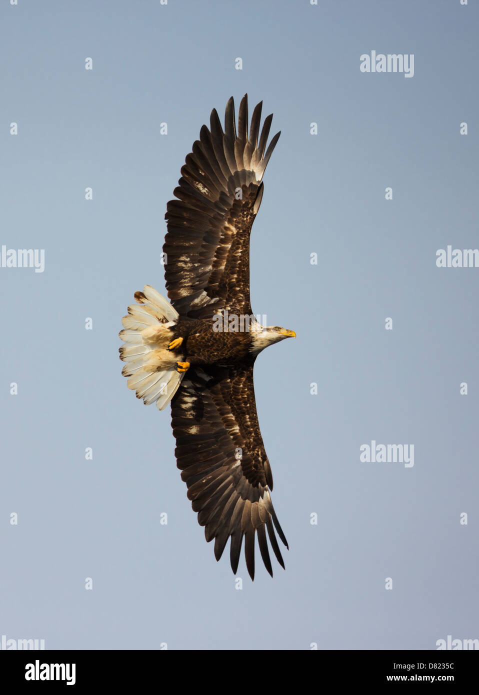 Aquila calva (Haliaeetus leucocephalus) in volo che mostra alcuni ancora a macchie piumaggio. Foto Stock