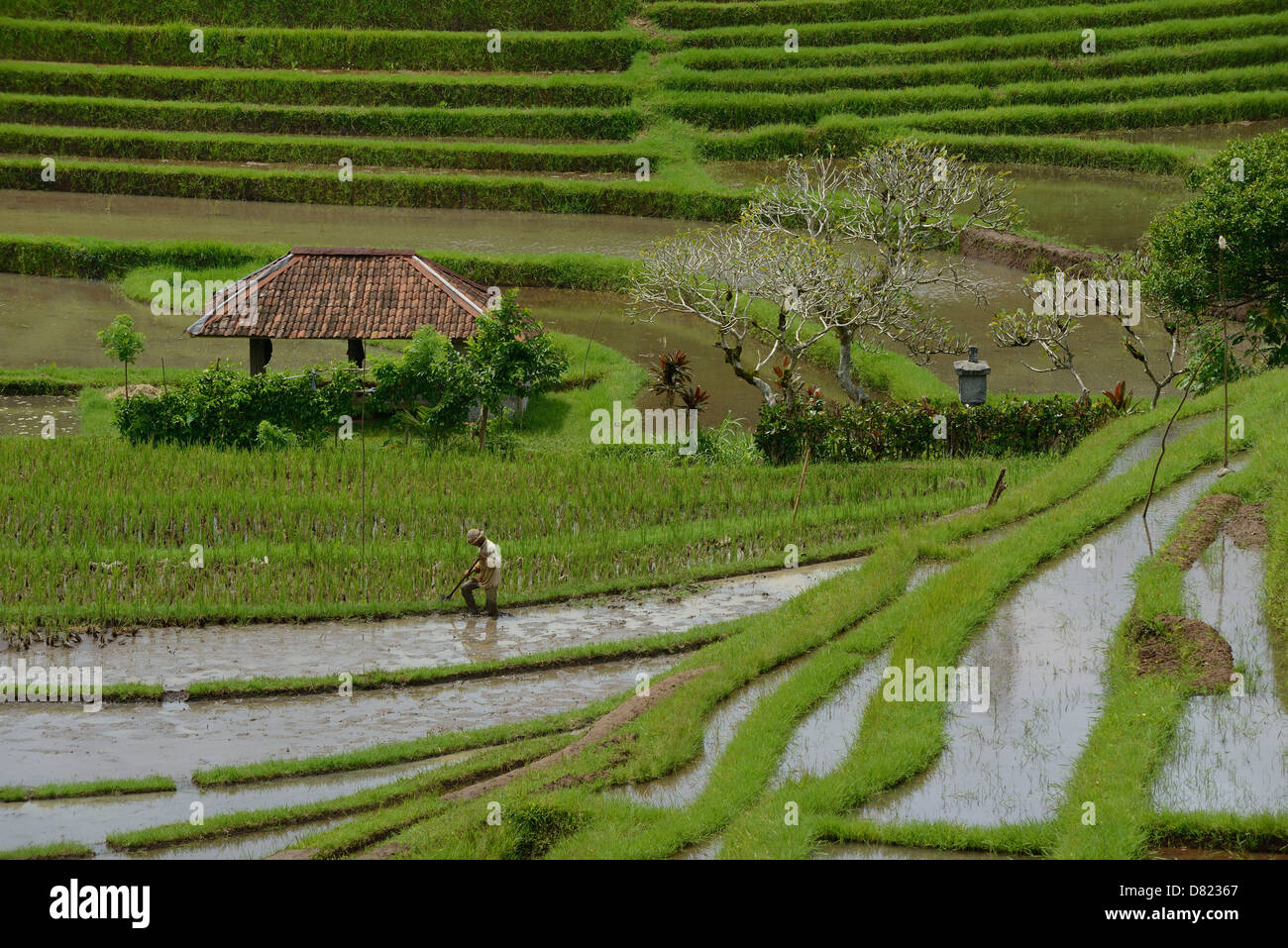 Indonesia, Bali, contadini che lavorano in un campo di riso in terrazza vicino Jatiluwith Foto Stock