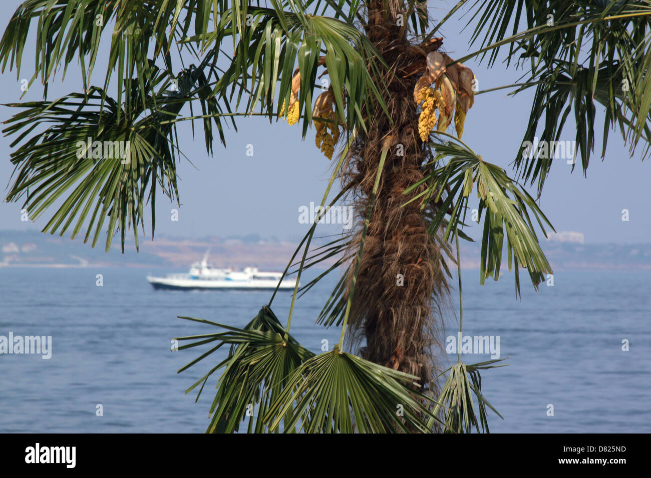 Vacanza in tropici: barca in mare dietro Palm tree Foto Stock