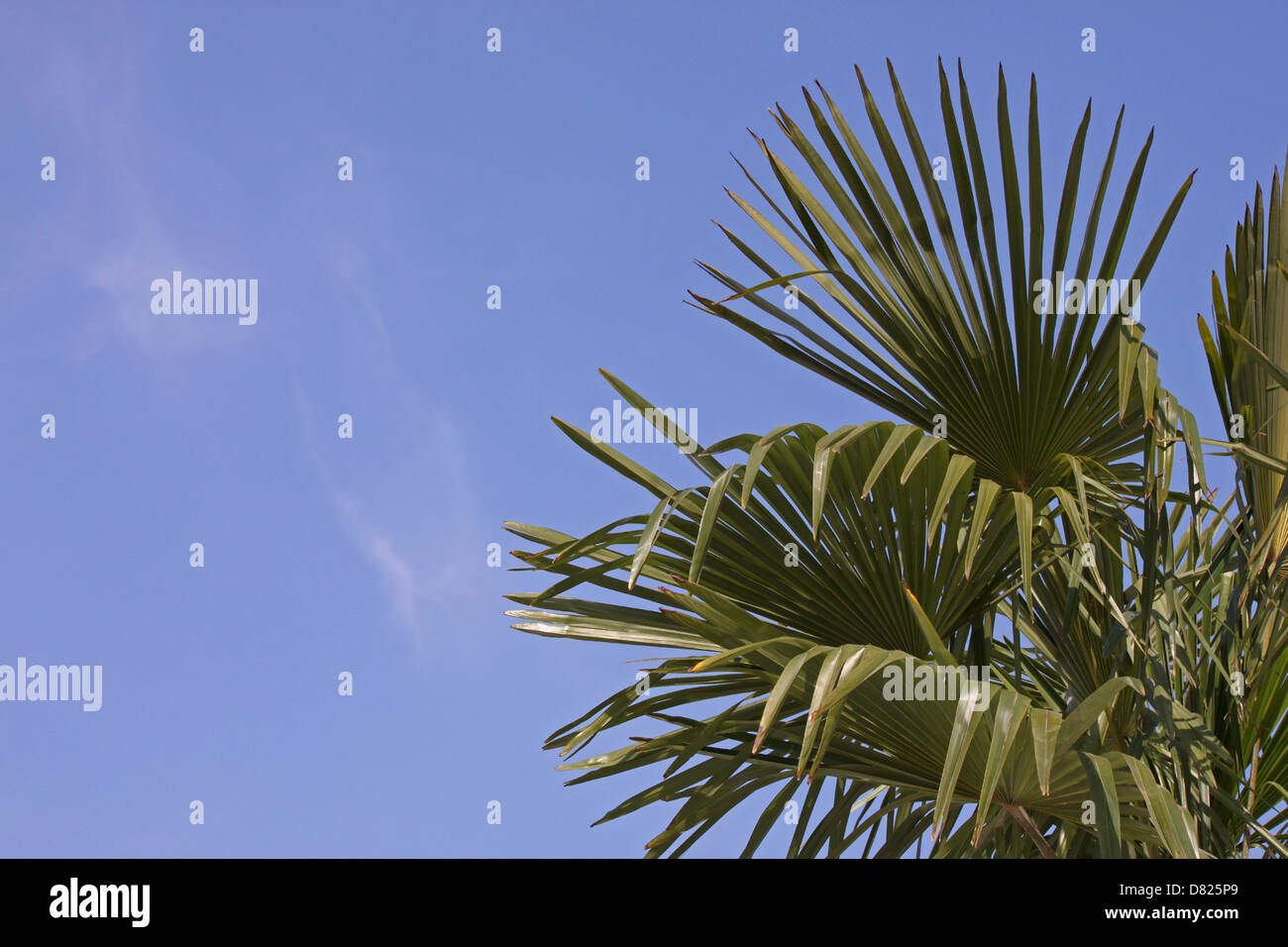 Foglie di palma oltre il cielo blu Foto Stock