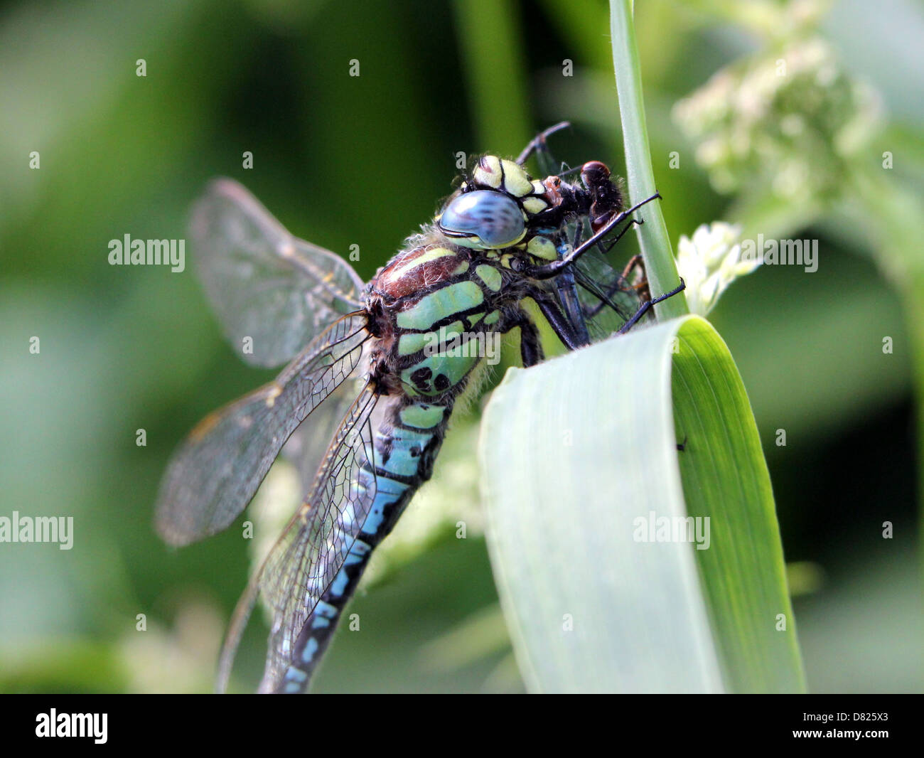 Dettagliato di close-up di un maschio Hairy Dragonfly a.k.a Hairy Hawker (Brachytron pratense) alimentazione su una preda (grande Damselfly rosso) Foto Stock