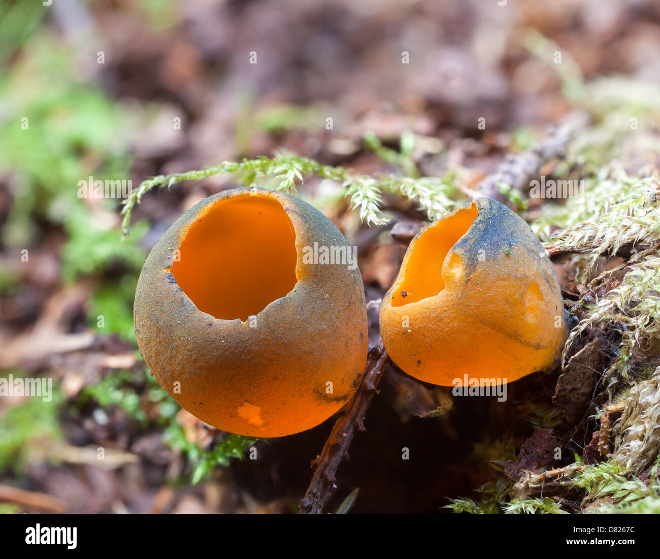 La molla a buccia d'arancia fungo Foto Stock