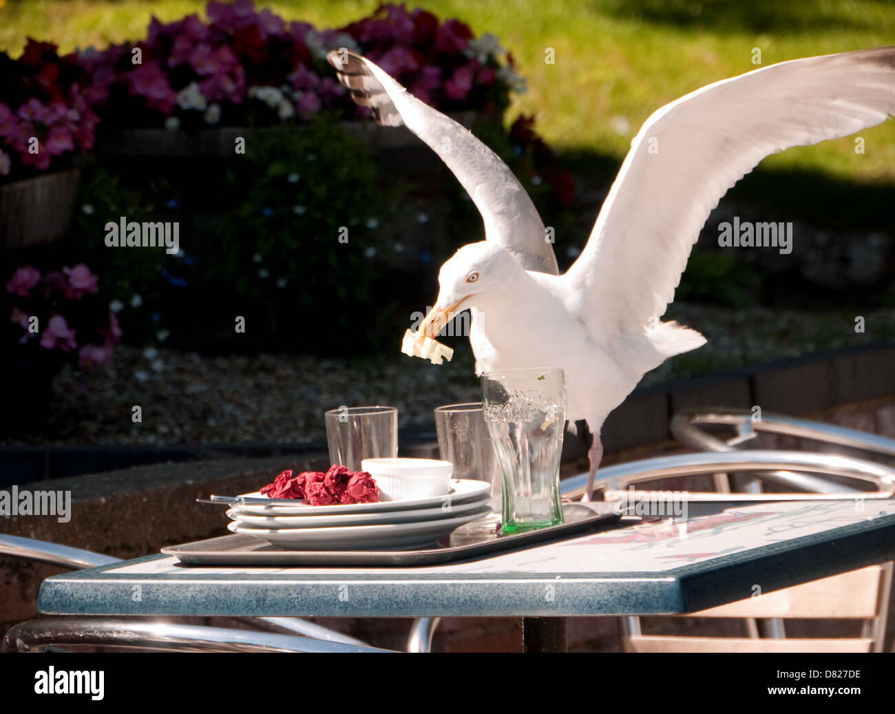 Seagull prende vantaggio di sinistra su alimenti da un esterno Café tabella, Lowestoft, Suffolk, Inghilterra Foto Stock